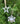 Horn Open Star Ornament